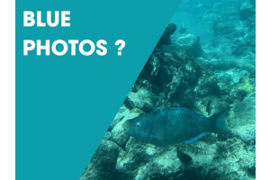 Blue-underwater-photos