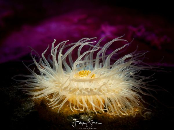 Underwater strobe lighting setup for photography
