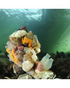 Vervolgcursus onderwaterfotografie met Ron Offermans – Image 1