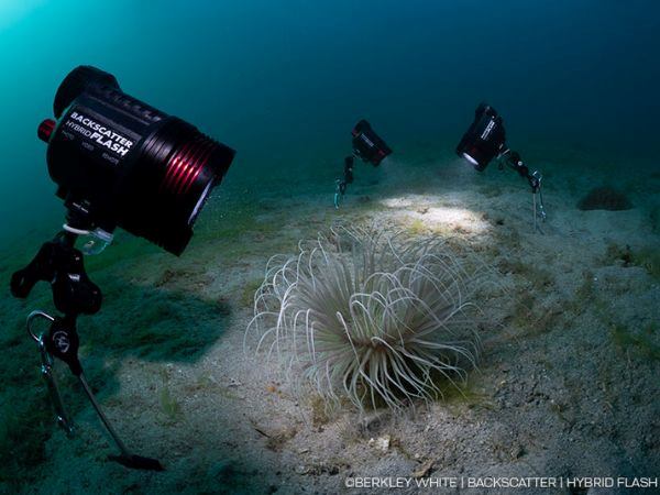 Backscatter Hybrid Flash HF-1 underwater strobe