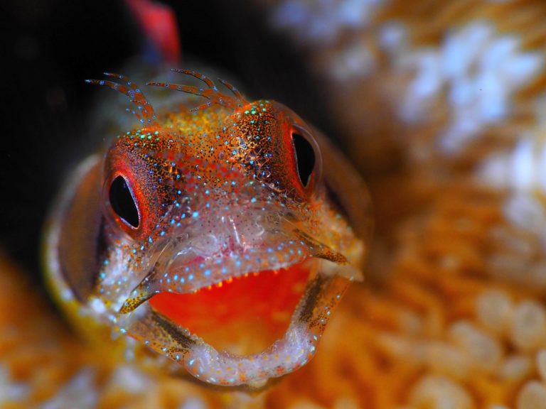 Shooting this fish portrait