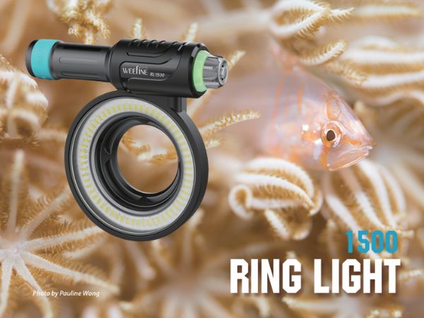 Macro dive photography using Olympus Tough and Ring Light 1500