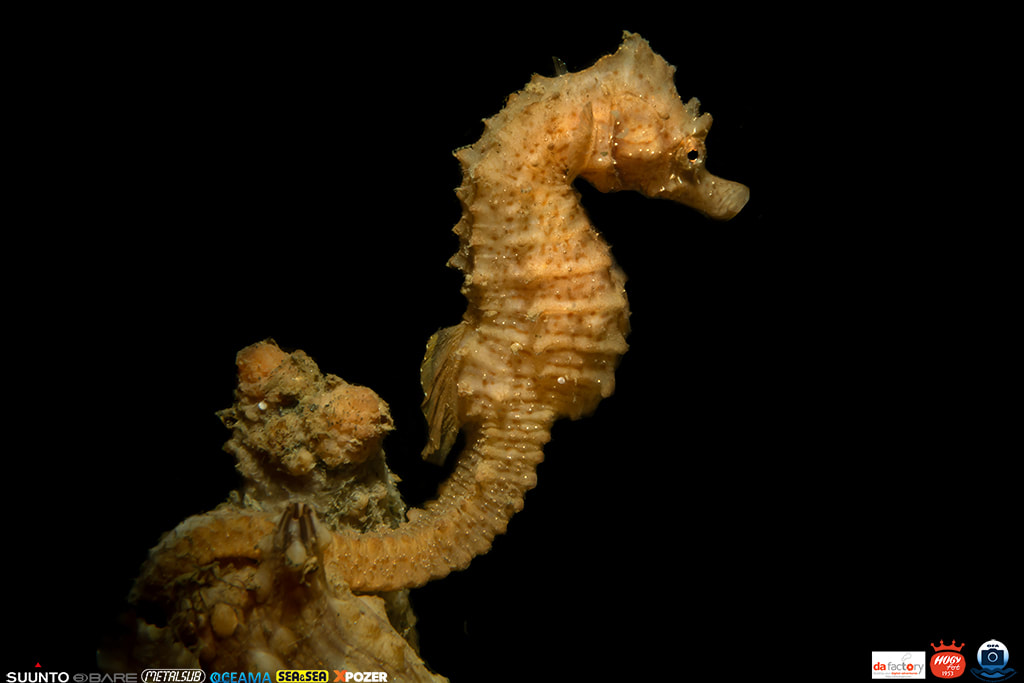 Underwater macro subject lit with dramatic snoot lighting against a black background