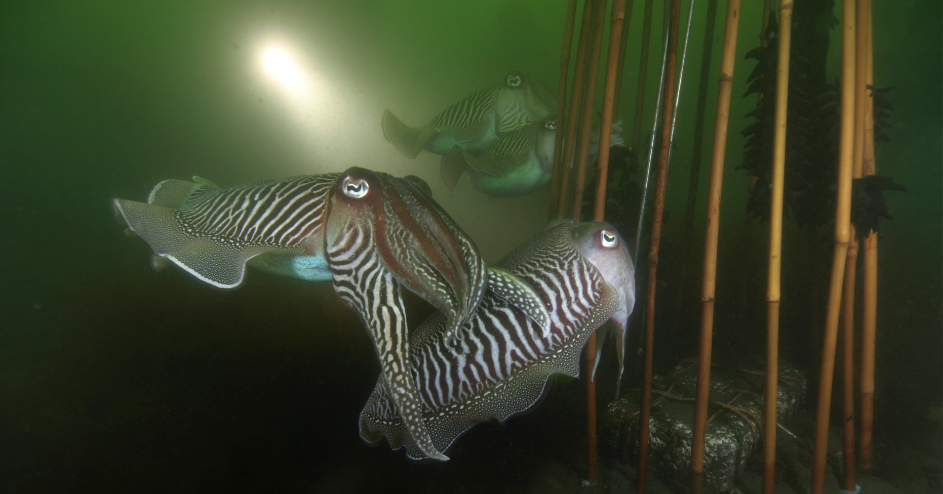 Wide angle underwater photography 