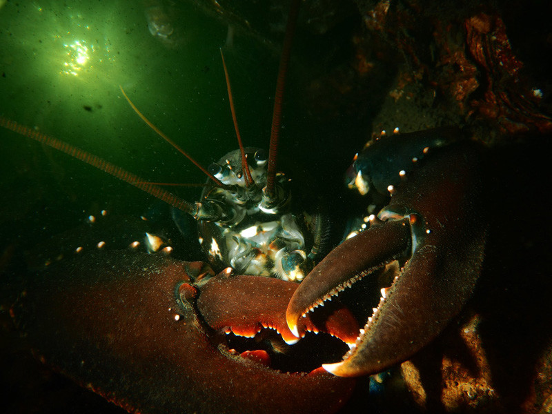 Kreeft onderwaterfoto